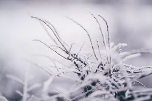 詩(shī)句,于雪和