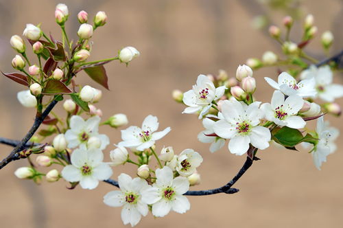 關(guān)于贊揚梨花的詩(shī)句
