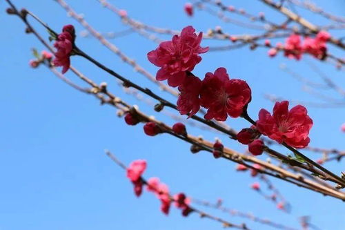 關(guān)于桃花李花開(kāi)放的詩(shī)句