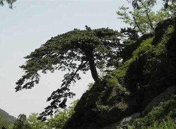 關(guān)于泰山的詩(shī)句三級