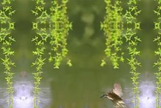 描寫(xiě)柳樹(shù)月亮梅花的詩(shī)句古詩(shī)