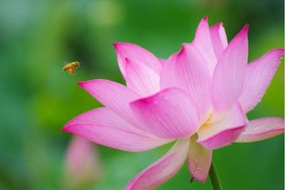 描寫(xiě)荷花盛開(kāi)的詩(shī)句古詩(shī)