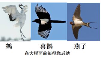 寫(xiě)大雁的詩(shī)句古詩(shī)