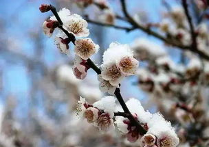 關(guān)于秋風(fēng)和梅花的詩(shī)句有哪些