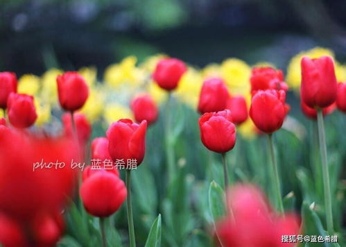 描寫(xiě)草風(fēng)的詩(shī)句古詩(shī)