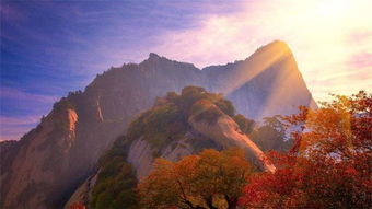 華山松樹(shù)詩(shī)句古詩(shī)