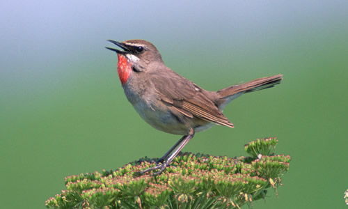 低抄一些描寫(xiě)鳥(niǎo)的古詩(shī)句