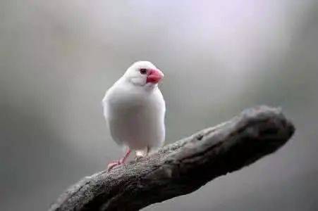 關(guān)于白鳥(niǎo)的詩(shī)句