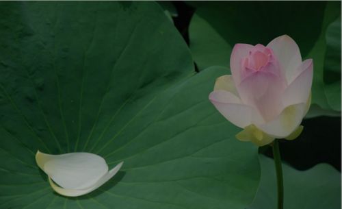 小學(xué)生二級關(guān)于荷花的詩(shī)句