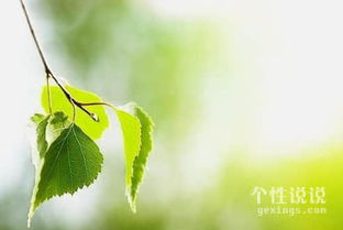 關(guān)于歌詠桂花的詩(shī)句