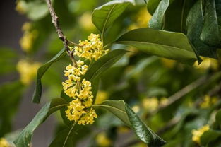 關(guān)于桂花的詩(shī)句古詩(shī),關(guān)于桂花的詩(shī)句經(jīng)典,關(guān)于桂花的詩(shī)句古詩(shī)大全