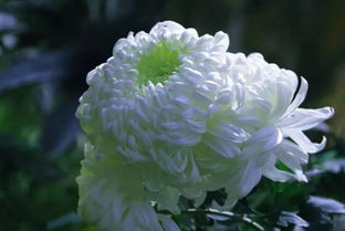 寫(xiě)菊花的詩(shī)句古詩(shī)大全,贊美菊花的詩(shī)句古詩(shī)大全,描寫(xiě)秋天菊花的詩(shī)句古詩(shī)大全