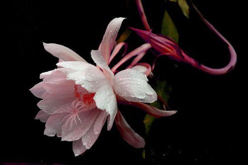 有關(guān)曇花的古詩(shī)句,曇花的古詩(shī)句,曇花古詩(shī)句詞