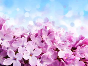 摘抄四句寫(xiě)丁香花的古詩(shī)句