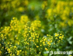 有關(guān)于描寫(xiě)油菜花的詩(shī)句古詩(shī)詞句子