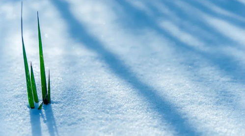 一覺(jué)醒來(lái)下雪的詩(shī)句古詩(shī)
