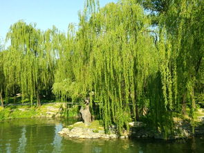 關(guān)于春天柳樹(shù)的詩(shī)句古詩(shī)