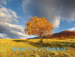 梧桐引來(lái)鳳凰的詩(shī)句,梧桐落鳳凰的詩(shī)句,有關(guān)于梧桐和鳳凰的詩(shī)句和詞語(yǔ)