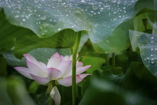 關(guān)于雨中賞荷的詩(shī)句