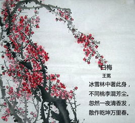 關(guān)于梅的詩(shī)句并賞析
