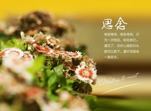 關(guān)于幸福與思念的詩(shī)句