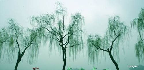 杜甫古詩(shī)里帶春的詩(shī)句