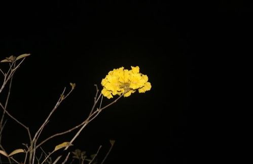 詩(shī)句,期盼,美好