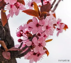 陸龜蒙寫(xiě)丁香的古詩(shī)句