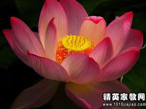 描寫(xiě)荷花美詩(shī)句古詩(shī)大全