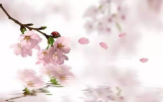 關(guān)于桃花的古詩(shī)句意思是什么意思