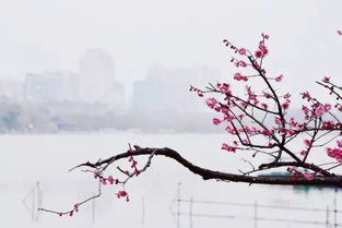 包含冬的古詩(shī)句