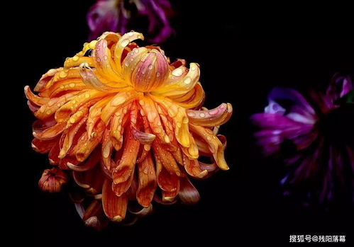 有關(guān)于菊花的古詩(shī)句