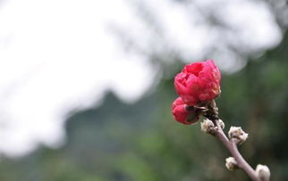 關(guān)于桃花的詩(shī)句圖畫(huà)
