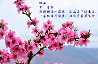 關(guān)于桃花品質(zhì)的詩(shī)句