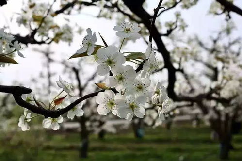 有關(guān)于桃李梨的詩(shī)句