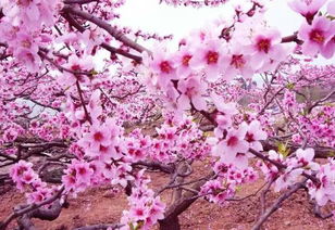 詩(shī)句,桃花