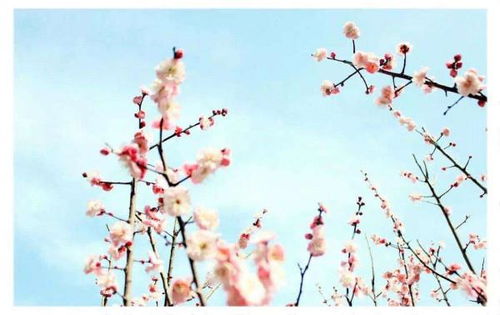古詩(shī)75首中親情的詩(shī)句