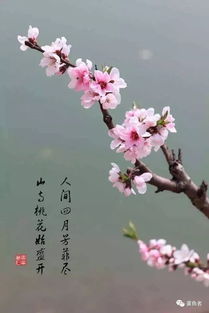 的花,古詩(shī),詩(shī)句
