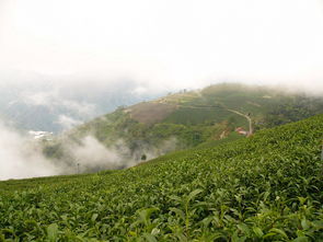 關(guān)于高山茶的詩(shī)句