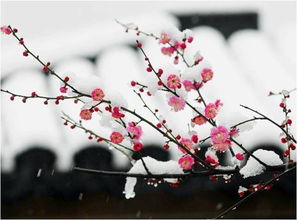 詩(shī)句,梅花,書(shū)寫(xiě)