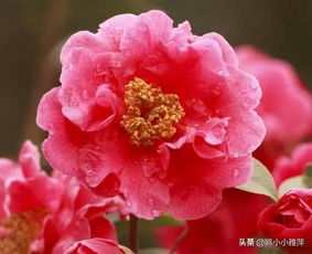 有關(guān)山茶的詩(shī)句古詩(shī)