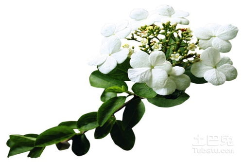 關(guān)于瓊花愛(ài)情的詩(shī)句