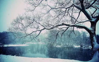 雪景的詩(shī)句古詩(shī)