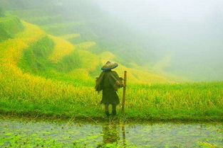 詩(shī)句,農民,農村