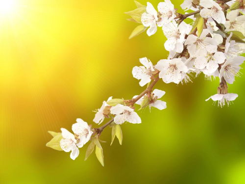 關(guān)于春天景色的詩(shī)句加譯文盎然