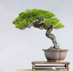 有山有松樹(shù)的古詩(shī)句,描寫(xiě)松樹(shù)的古詩(shī)句有哪些,關(guān)于松樹(shù)的古詩(shī)句