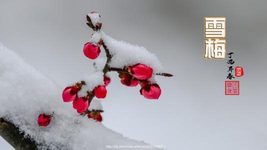 雪梅古詩(shī)一句一句的翻譯,雪梅古詩(shī)的意思一句一句的翻譯,雪梅古詩(shī)的全部翻譯