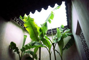 關(guān)于雨的詩(shī)句雨打芭蕉