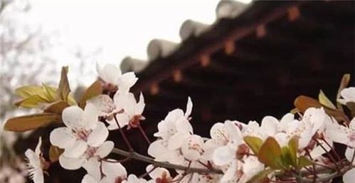 關(guān)于繁華長(cháng)安的詩(shī)句