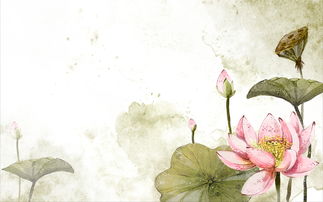 柳樹月亮荷花詩(shī)句古詩(shī)